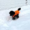 2024_hundeplus_minis_IMG_0817
