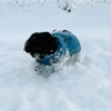2024_hundeplus_minis_IMG_0824