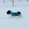 2024_hundeplus_minis_IMG_0873
