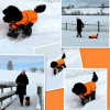2024_hundeplus_minis_IMG_0946