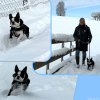 2024_hundeplus_minis_IMG_0949