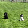 2024_hundeplus_minis_IMG_8174