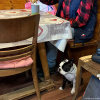 2024_hundeplus_minis_IMG_8726