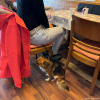 2024_hundeplus_minis_IMG_8727