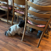2024_hundeplus_minis_IMG_8728