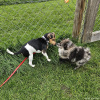 2024_hundeplus_minis_dcf9bfb7-bfca-454a-963e-eea1d5c14683