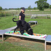 2023_hundeplus_micadog-nadac_19c65798-6cd1-46d0-88e8-5be7a42d9e19