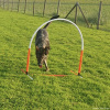 2023_hundeplus_micadog-nadac_2cc08bc4-7e99-44c1-938d-cf2c8c94ecdd
