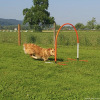 2023_hundeplus_micadog-nadac_3075bc31-c84b-4a6e-b69c-2d2b8b2bbbbe