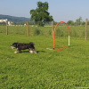 2023_hundeplus_micadog-nadac_5131c8b3-ff8c-4172-b818-f17086427052