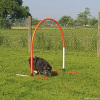 2023_hundeplus_micadog-nadac_6200ad25-7259-4be0-8796-0240f7159174