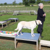 2023_hundeplus_micadog-nadac_6d0aa3d2-fe3e-4509-a4e7-5405c977659c