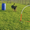 2023_hundeplus_micadog-nadac_703301a1-b78a-4e66-b963-a50c50d99f5c