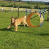 2023_hundeplus_micadog-nadac_79c1ceeb-4f41-4b61-a618-f5e0b2fa0837