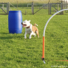 2023_hundeplus_micadog-nadac_80d2aeaf-4349-4159-8af0-0be90f6926fa