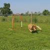 2023_hundeplus_micadog-nadac_8354da1c-fdce-4e38-a2c1-b62f91d0047f