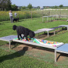 2023_hundeplus_micadog-nadac_8eb37ce3-741a-429c-96f0-e7683f40924c