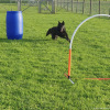 2023_hundeplus_micadog-nadac_95038ae4-f366-4370-8d10-4d58e830cb71