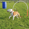 2023_hundeplus_micadog-nadac_9df7c68d-b959-4aba-8452-a30b547596af