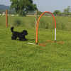 2023_hundeplus_micadog-nadac_a70803f6-50b0-4946-b1c3-b9220783324b