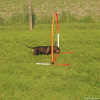 2023_hundeplus_micadog-nadac_b8300c89-e3e9-4c87-acdb-6b887b9883ca