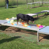 2023_hundeplus_micadog_5ede1e68-d7f5-4bc7-8c91-9e736e2167e0