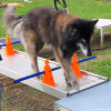 2023_hundeplus_micadog_5f3fdf5f-1a35-443f-9c4e-aaca3b898c19
