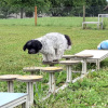 2023_hundeplus_micadog_6711fd6b-e5ee-427e-be5b-e29c9e12da62
