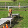 2023_hundeplus_micadog_69f2a88d-501c-4d4d-8398-51da824bfc5b