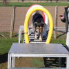 2023_hundeplus_micadog_7af71292-6781-4921-907e-2453f847baf8