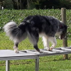 2023_hundeplus_micadog_9592240d-cf4d-415c-ae49-1ca8b176dffa