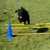 2023_hundeplus_micadog_IMG_4684