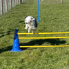 2023_hundeplus_micadog_IMG_4710