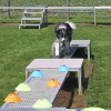 2023_hundeplus_micadog_a8c48859-cabf-4a1f-926d-c460526ed717