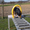 2023_hundeplus_micadog_d4657f06-5591-4f43-9a60-afb4583c5671