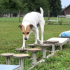 2023_hundeplus_micadog_f54826b2-a561-46fc-a36a-3853051184f9
