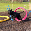2023_hundeplus_nadac-etc_IMG_0179
