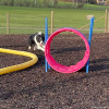 2023_hundeplus_nadac-etc_IMG_0181