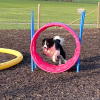2023_hundeplus_nadac-etc_IMG_0183