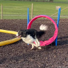 2023_hundeplus_nadac-etc_IMG_0184