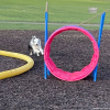 2023_hundeplus_nadac-etc_IMG_0186