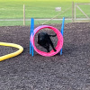 2023_hundeplus_nadac-etc_IMG_0196