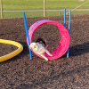 2023_hundeplus_nadac-etc_IMG_0209