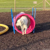 2023_hundeplus_nadac-etc_IMG_0213