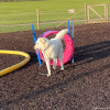 2023_hundeplus_nadac-etc_IMG_0215