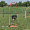2023_hundeplus_nadac_02b1161f-689e-4a52-bbde-087d268332e2