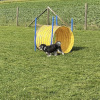 2023_hundeplus_nadac_11f668cf-30c1-4e3e-9909-d9bf7df2463b