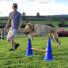 2023_hundeplus_nadac_1ab34eb3-dfd7-4c0a-8859-a06052680a68