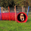 2023_hundeplus_nadac_4a9ea5ea-0933-49cd-afc2-63aaaa2bd217