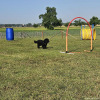 2023_hundeplus_nadac_53a316f2-7c79-4dfd-8dc5-c054fb58c185